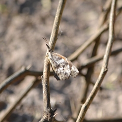 Libytheana carinenta mexicana