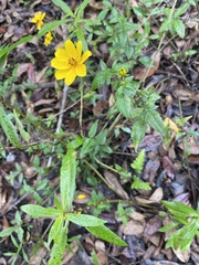 Bidens mitis