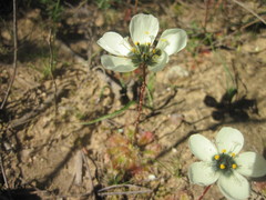 Drosera pauciflora