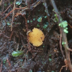 Phaeohelotium baileyanum