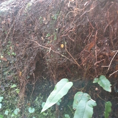 Phaeohelotium baileyanum