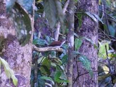 Pellorneum rostratum