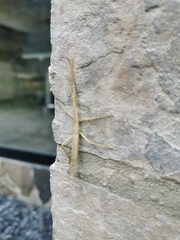 Libethra