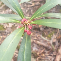 Tasmannia lanceolata