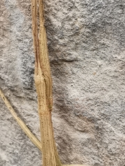 Libethra