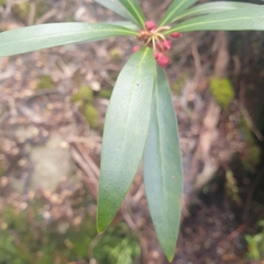 Tasmannia lanceolata