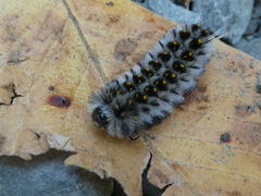 Lophocampa roseata