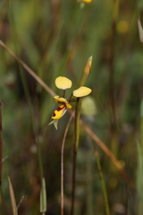 Diuris laxiflora
