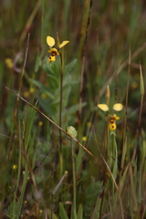 Diuris laxiflora