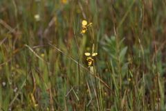Diuris laxiflora