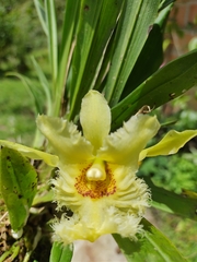 Chondroscaphe escobariana