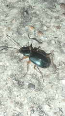 Agonum extensicolle