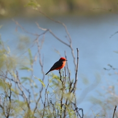 Pyrocephalus rubinus
