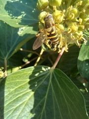 Syrphus vitripennis