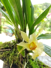 Chondroscaphe escobariana