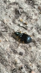 Agonum extensicolle