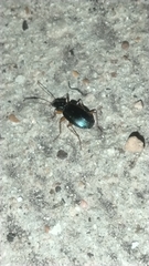 Agonum extensicolle