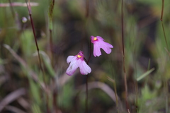 Utricularia multifida