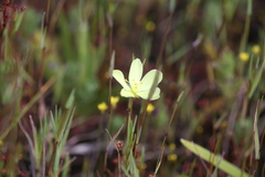 Drosera intricata