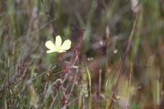 Drosera intricata