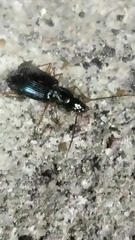 Agonum extensicolle