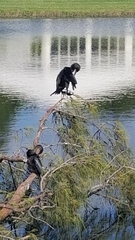 Nannopterum brasilianum