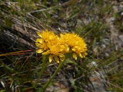 Jacobaea carniolica