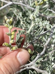 Errazurizia benthamii