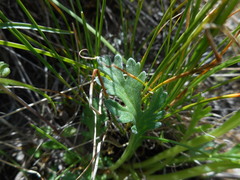 Jacobaea carniolica