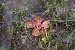 Drosera tubaestylis