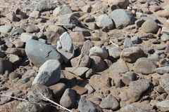 Microlophus theresioides