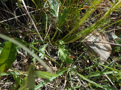 Jacobaea carniolica
