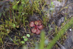 Drosera tubaestylis