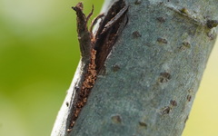 Sesiidae