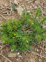 Ajuga chamaepitys