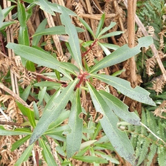 Tasmannia lanceolata