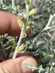 Errazurizia benthamii