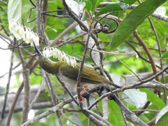 Arachnothera modesta