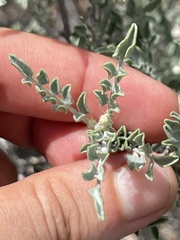 Errazurizia benthamii