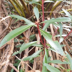 Tasmannia lanceolata