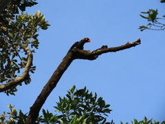 Gracula religiosa