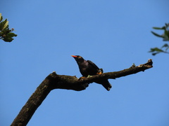 Gracula religiosa