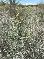 Errazurizia benthamii