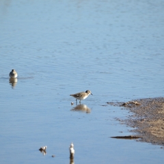 Calidris minutilla