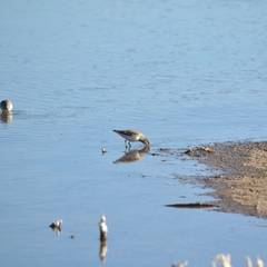 Calidris minutilla
