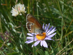 Coenonympha gardetta