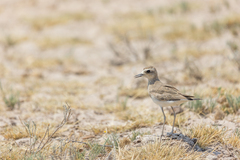 Charadrius asiaticus