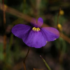 Utricularia inaequalis