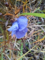 Gentianopsis virgata