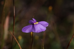 Utricularia inaequalis